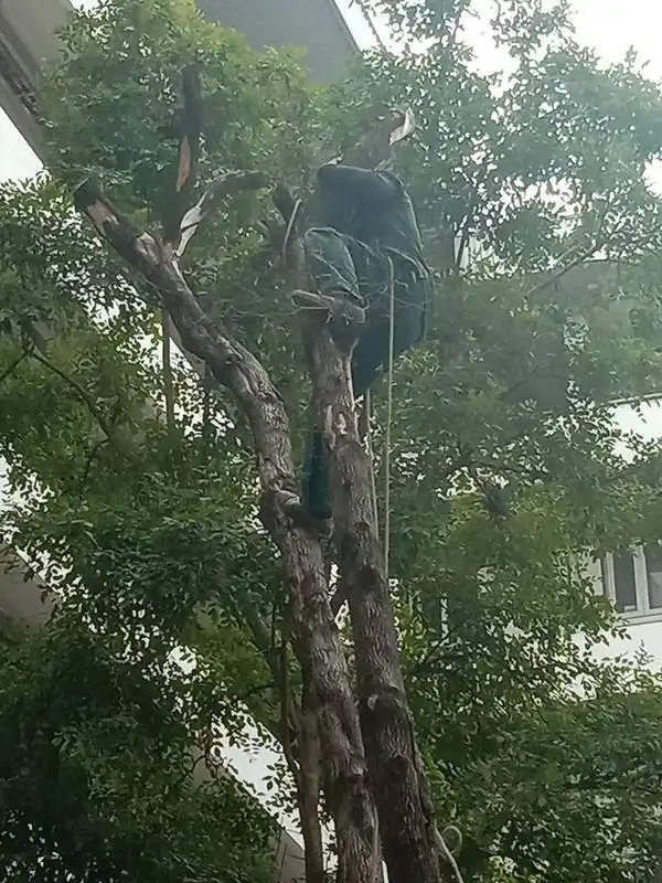 คณะครุศาสตร์อุตสาหกรรม ดำเนินการตัดแต่งกิ่งไม้ใหญ่ อาคาร 52 เตรียมพร้อมรับมือฤดูฝนและเสริมสร้างภูมิทัศน์