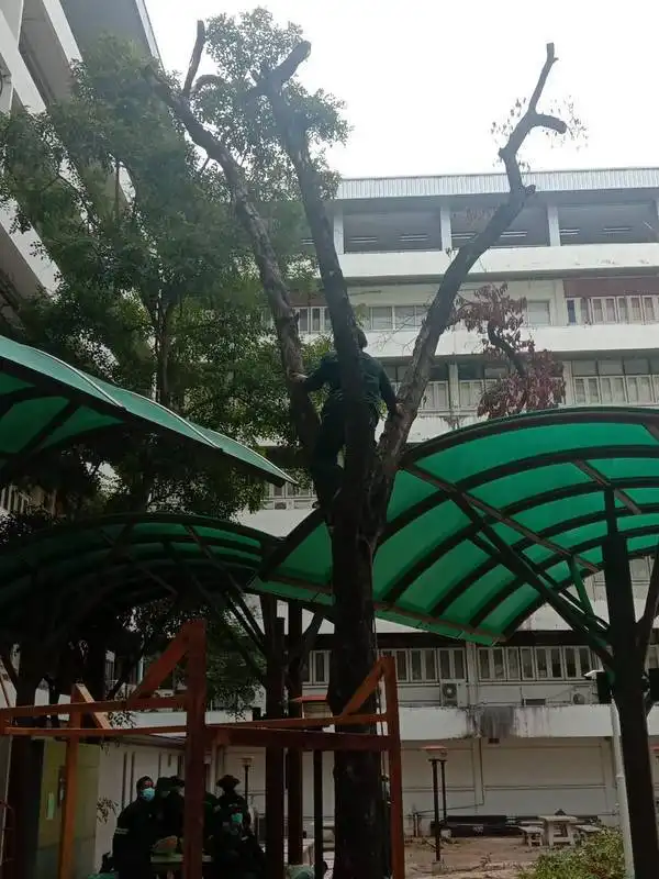 คณะครุศาสตร์อุตสาหกรรม ดำเนินการตัดแต่งกิ่งไม้ใหญ่ อาคาร 52 เตรียมพร้อมรับมือฤดูฝนและเสริมสร้างภูมิทัศน์